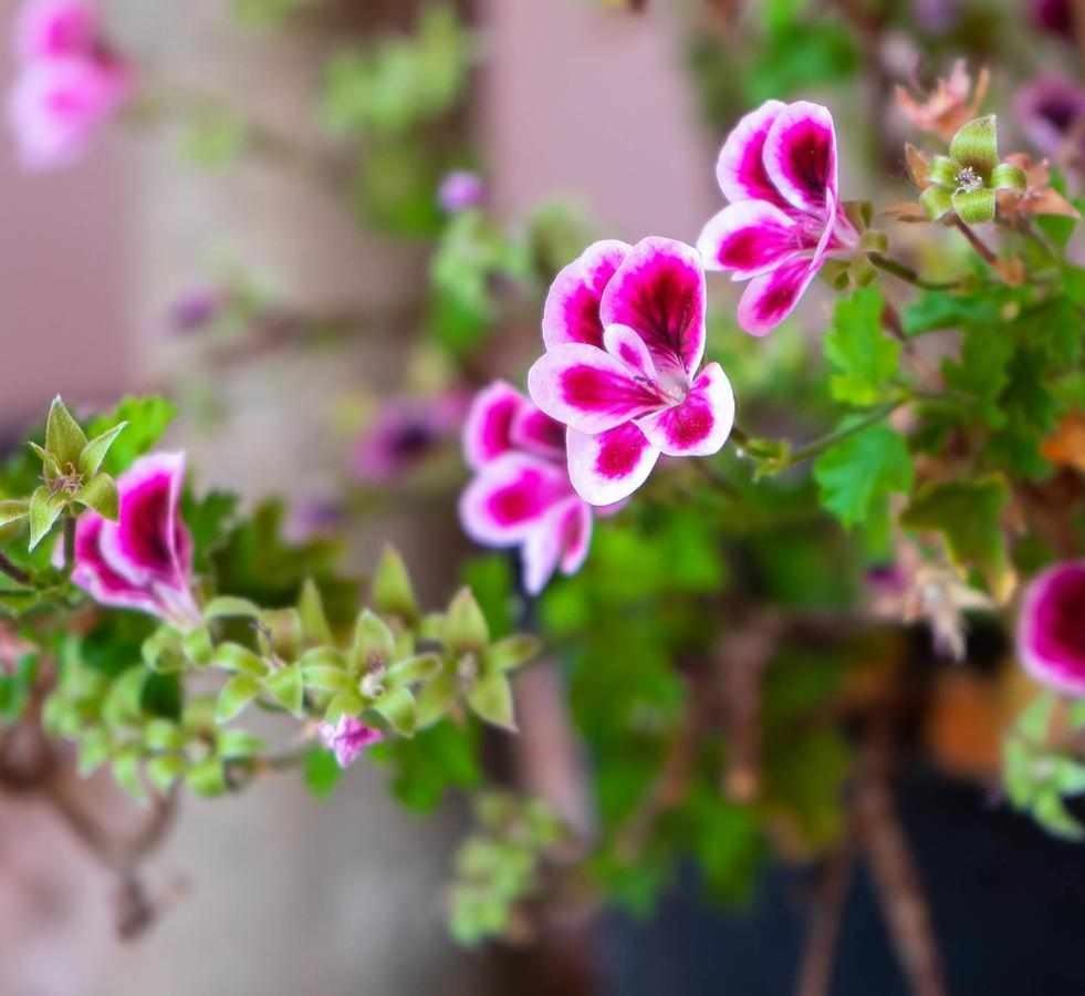 Casa Rural Don Lope El Canuelo  المظهر الخارجي الصورة